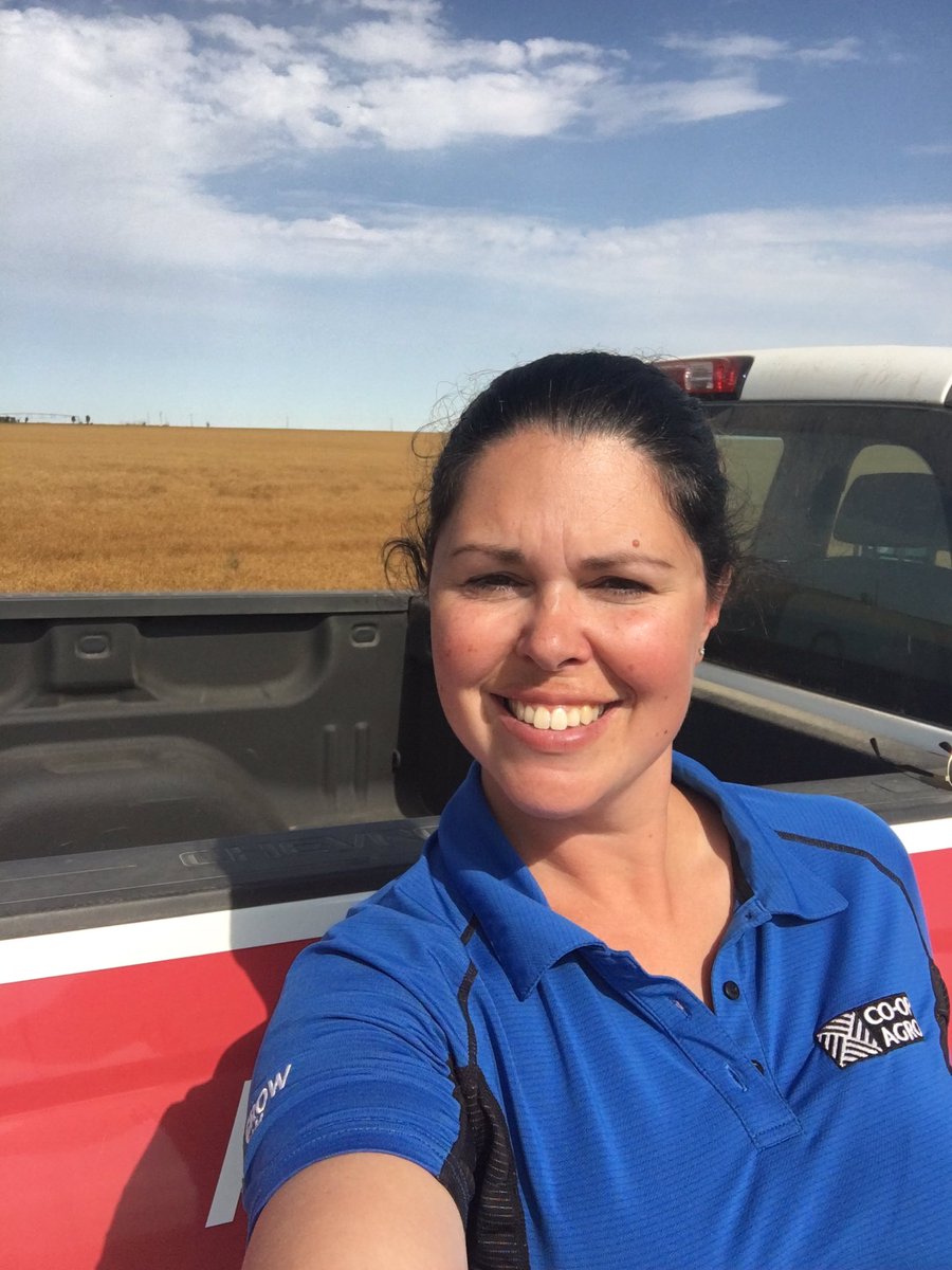 elannoga's tweet photo. Out travelling...had to stop and see this flax field. Clean flax is hard to find #sthcntrycoop https://t.co/bX5LN3sjAP