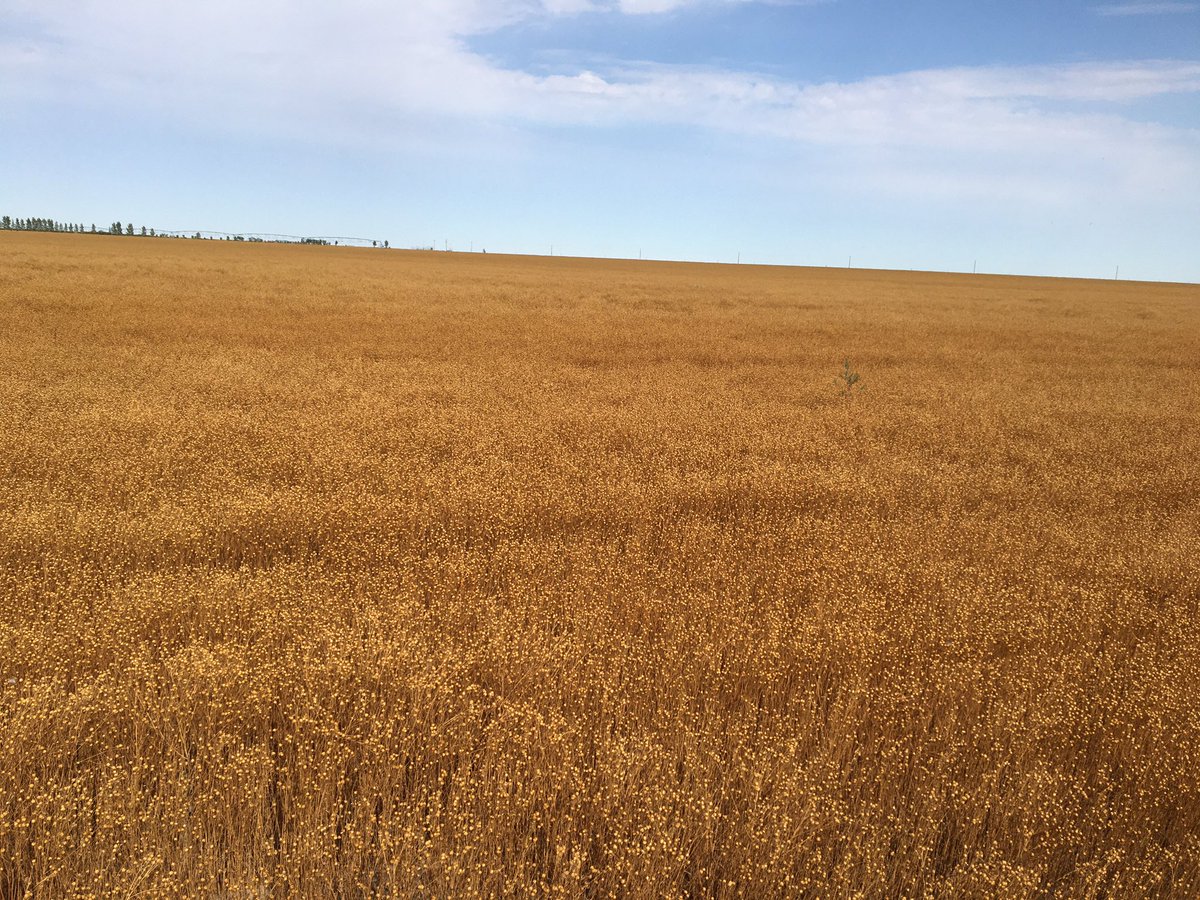 elannoga's tweet photo. Out travelling...had to stop and see this flax field. Clean flax is hard to find #sthcntrycoop https://t.co/bX5LN3sjAP