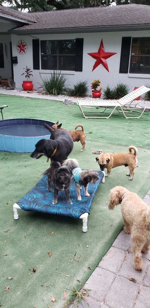 Lynnor6's tweet photo. Dog beds made by kids at North Marion Middle finally delivered to WANDA Cares Dog Rescue in Citra, FL. I think the pups approved.  #nmmssteam #NMMScolts @K_Hall_NMMS https://t.co/l9bvmUzJz7