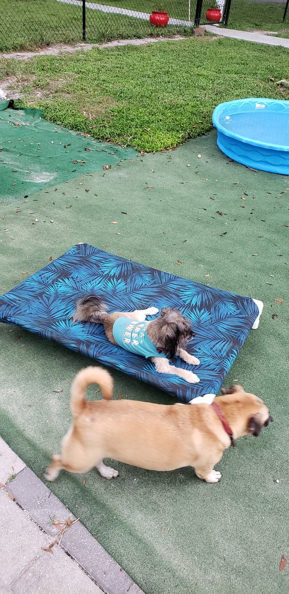 Lynnor6's tweet photo. Dog beds made by kids at North Marion Middle finally delivered to WANDA Cares Dog Rescue in Citra, FL. I think the pups approved.  #nmmssteam #NMMScolts @K_Hall_NMMS https://t.co/l9bvmUzJz7