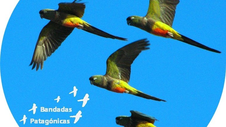 BandadasP's tweet photo. Va llegando la primavera y las aves lo saben!! Entérate más sobre la vida de nuestros Loros barranqueros: https://t.co/M1YE6CH3gL (Minuto 10:30) https://t.co/Z2RHfmVrbK