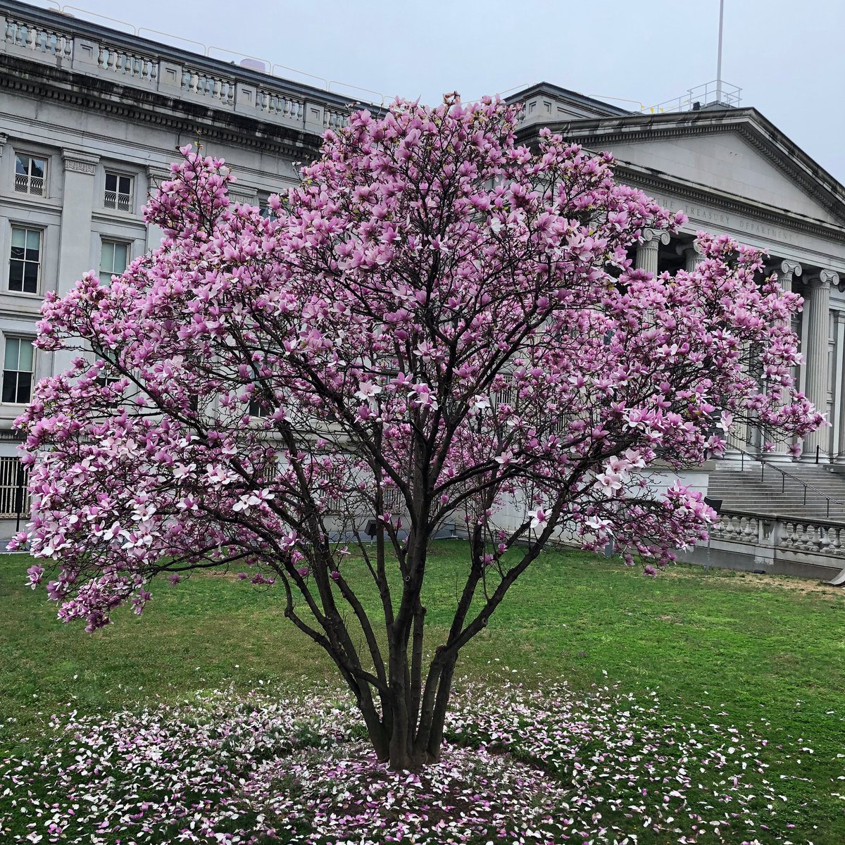 Beautiful Cherry Blossom tree found in Washington DC on our tour last year!
