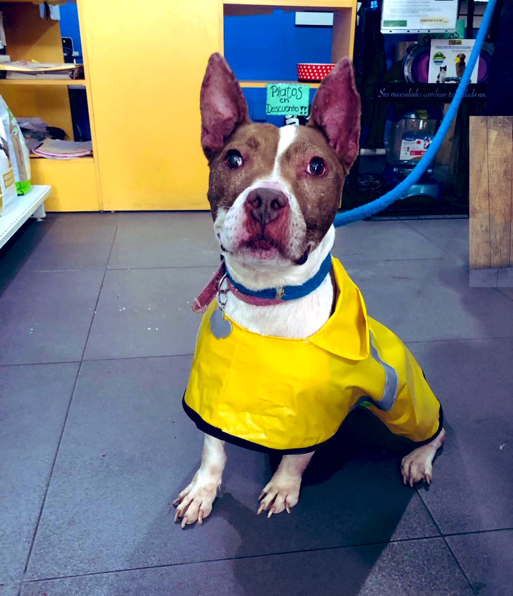 Oscar_VeCa's tweet photo. Amigos, ella es Canela 2 jajaja y lleva meses esperando, es muy linda, es medianita, chaparrita y hermosa, tiene 3-4 años, educada y está en adopción. Ayúdenme a ayudar con un RT hasta llegar a la persona indicada #CDMX #AdoptaSinPretextos https://t.co/O9EZcrOtJS