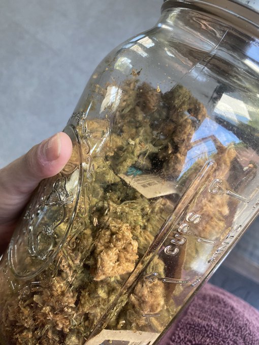 oops I left this weed jar outside and it&rsquo;s hot and some of it has yellowed can i still smoke it is it