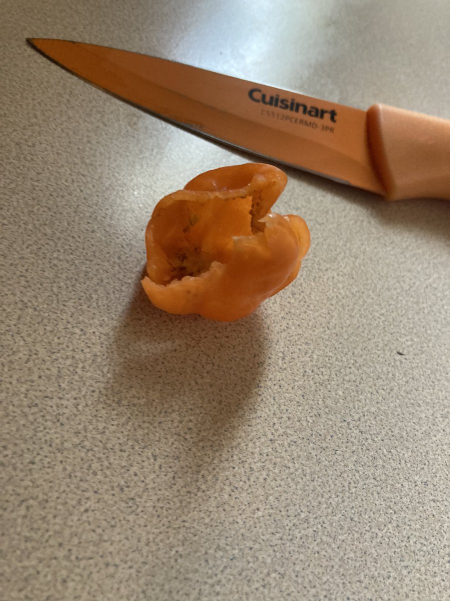 SnugglePorcupin's tweet photo. @firstwefeast Growing my own habaneros. Omg help!! This hurts!! https://t.co/4jgpPsB33J