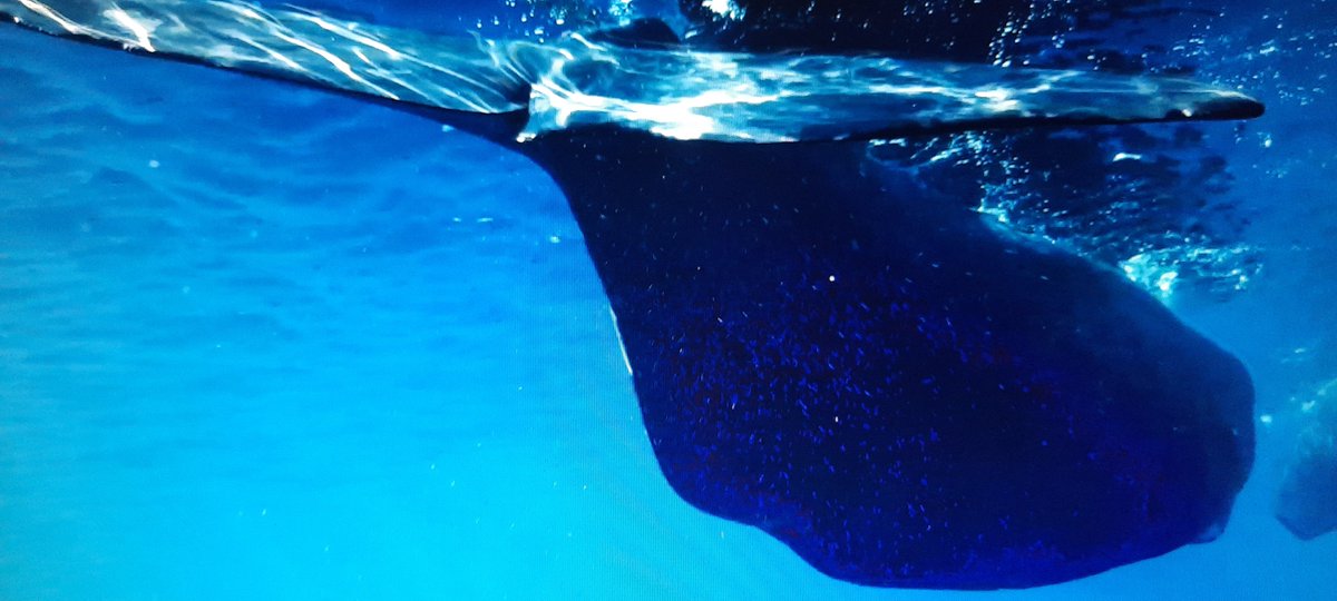 PerrinJean12's tweet photo. Contemplation and listening to the world for a while I dreamed I was there🐳
@ELineMedia #gamedev #ocean #videogames #relaxing #screenshotsaturday #pictureoftheday #travel #dive #deep #whale #shark #fish #turtle  #seabed #sea
There was just one sight missing in the first person! https://t.co/fwDVgDzvzH