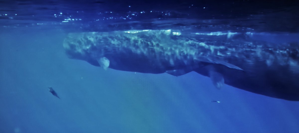 PerrinJean12's tweet photo. Contemplation and listening to the world for a while I dreamed I was there🐳
@ELineMedia #gamedev #ocean #videogames #relaxing #screenshotsaturday #pictureoftheday #travel #dive #deep #whale #shark #fish #turtle  #seabed #sea
There was just one sight missing in the first person! https://t.co/fwDVgDzvzH
