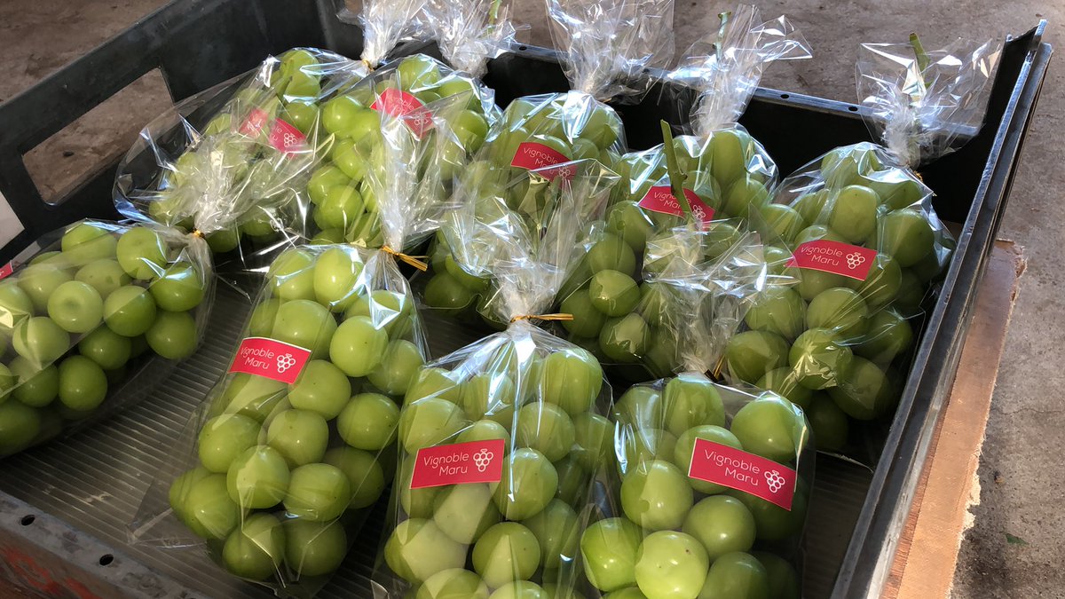 MaruVignoble's tweet photo. 今、出荷準備中です https://t.co/gfVPRILzxM
