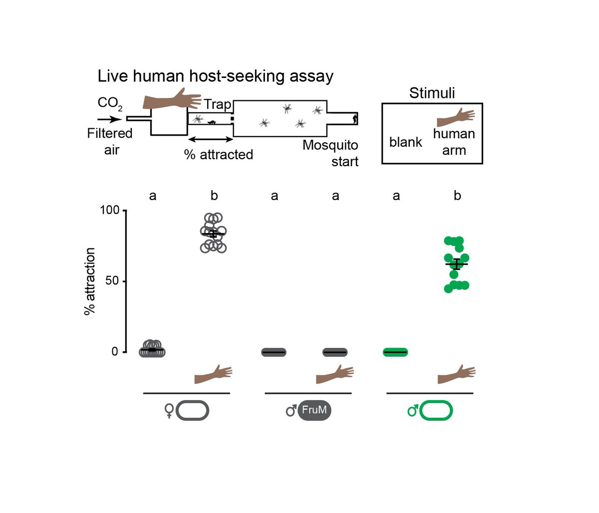 Something incredible happened- fruitless male mosquitoes were attracted to a live human arm!!! By knocking out this one gene, we force males to host seek. (4/n)