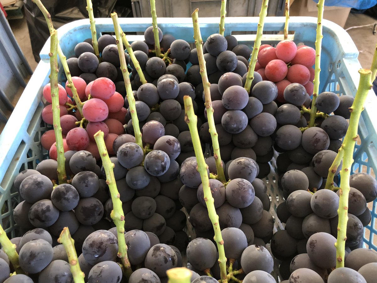 MaruVignoble's tweet photo. https://t.co/3iO6NW7X7x