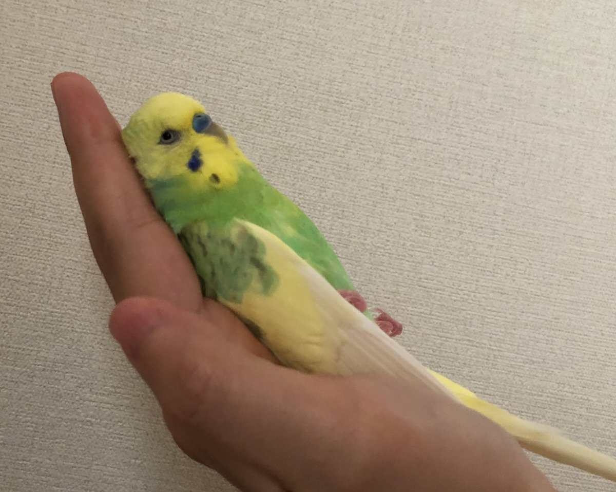 nemunemuojiji10's tweet photo. 歯医者の角度で
おはようございます☀ https://t.co/nEeT9W6rP0
