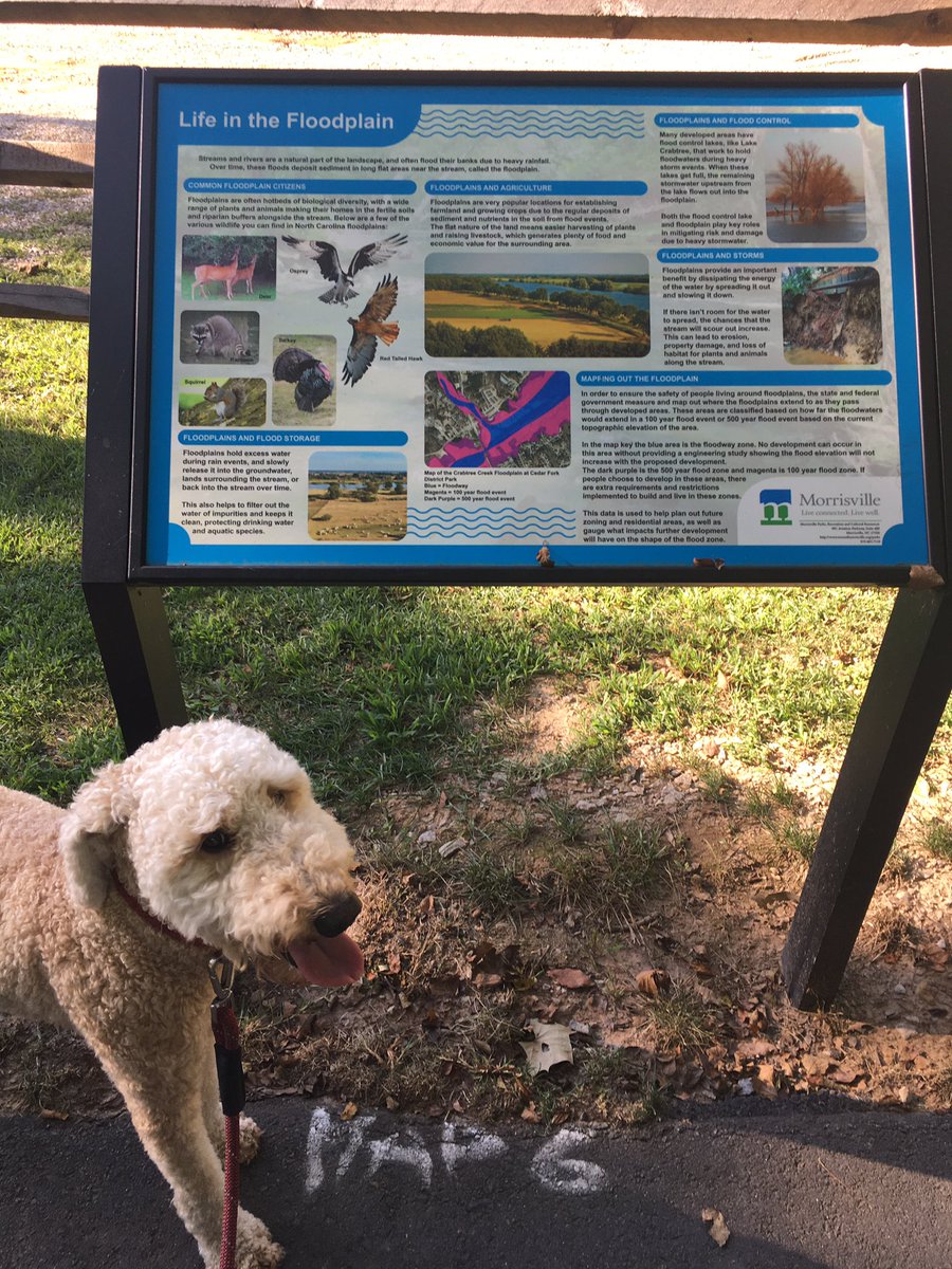 With today’s completion of the Crabtree Creek Greenway beneath railroad &amp; NC 54 <a href="/Morrisville_NC/">Morrisville, NC</a> Morrisville residents can now safely walk, jog or bike all the way from Davis Dr. to Evans Rd. That is what Ginger and I did.  Beautiful level, shaded greenway. #LiveConnectedLiveWell