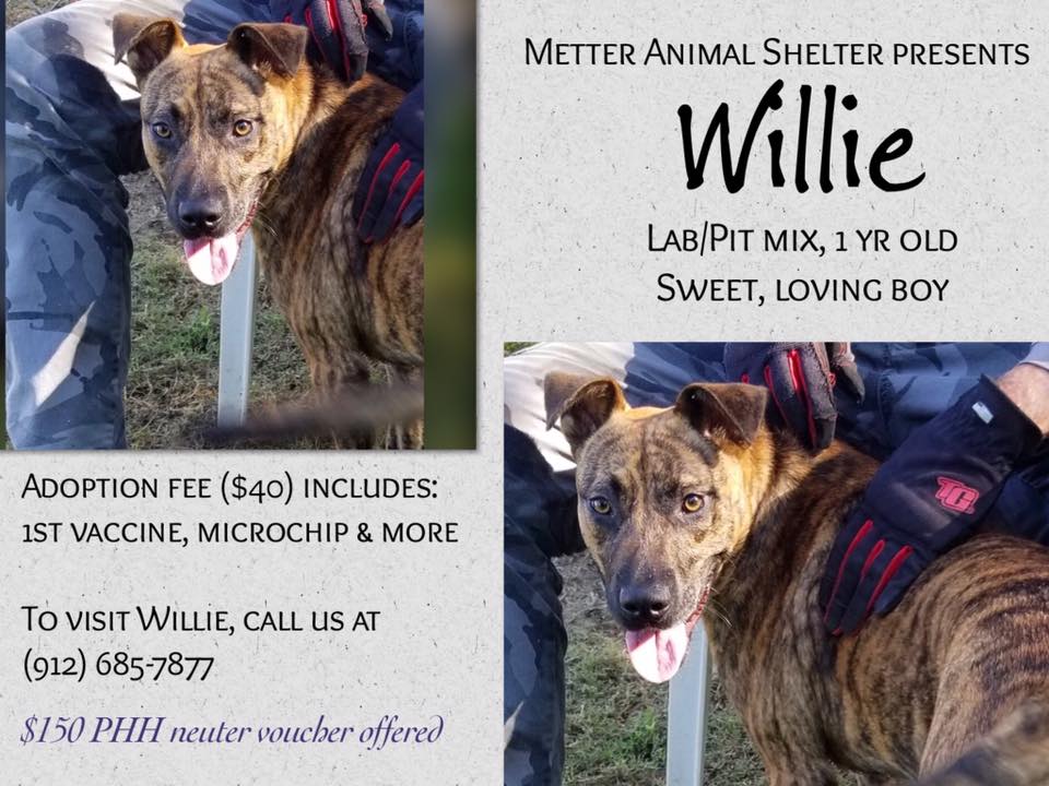 PawsHeartsHands's tweet photo. Meet Willie! This sweet boy wiggles all over when he wags! Willie sponsored by #PawsHeartsHandsCC with a $150 voucher to assist with his neuter procedure. Pick Willie today at #MetterAnimalShelter #AdoptDontShop https://t.co/kYCIF8Q1aF