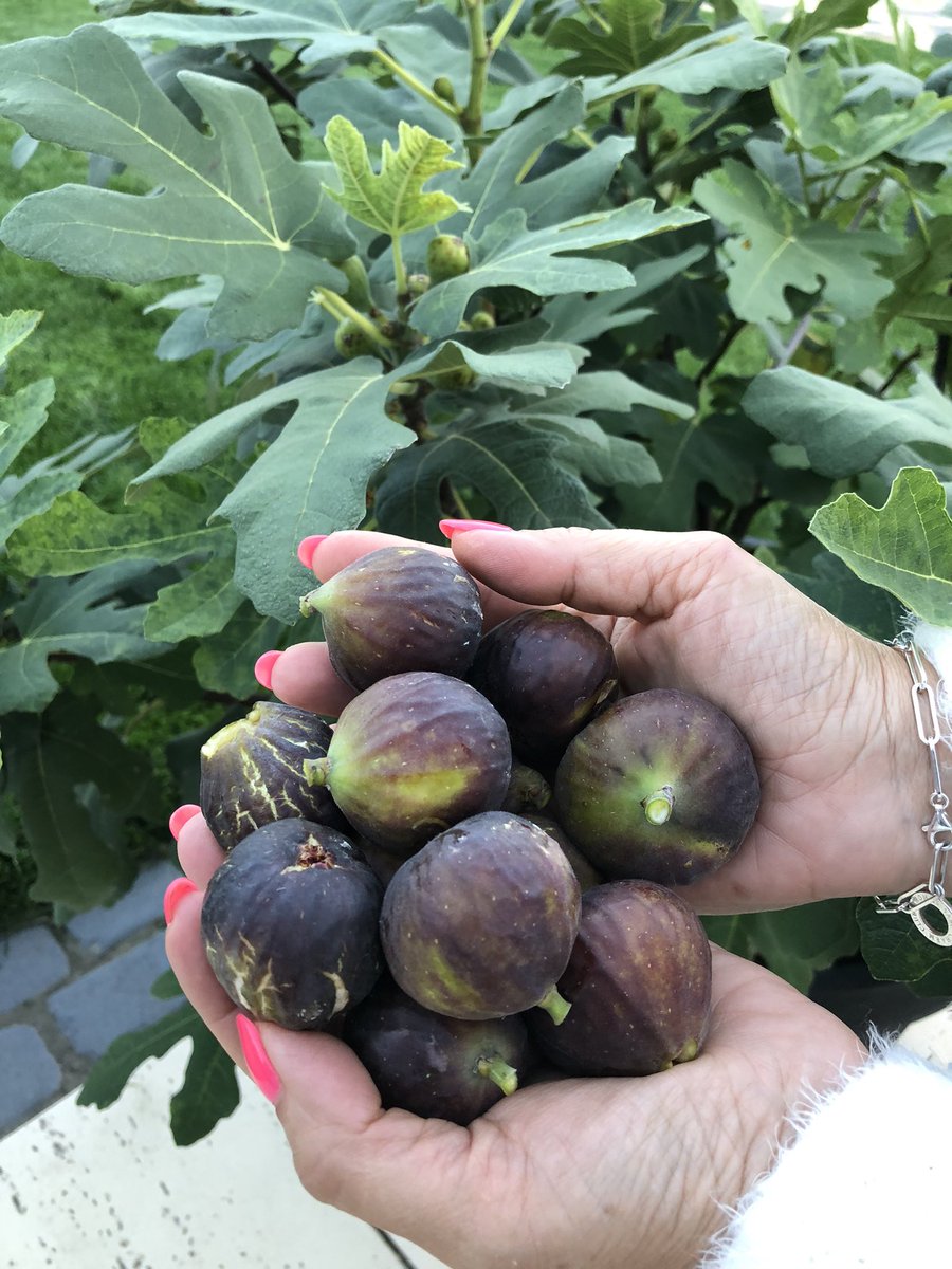 Sabatino tweet media