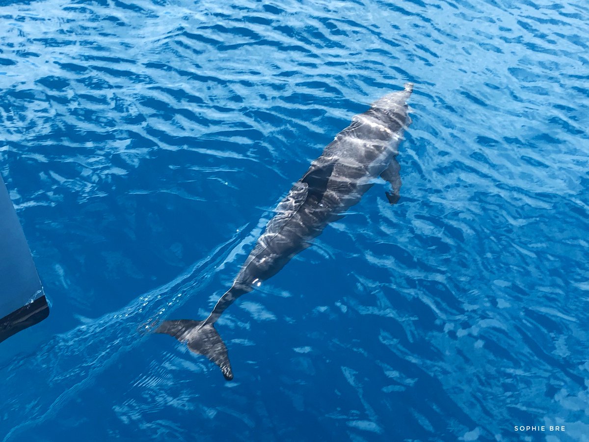 The ”welcoming Committee” of Papeete 🐬🐬🐬
[Moonwave’s hulls blend in with the watercolor]
#gunboat60 #pacific #frenchpolynesia #blue #dolphin #moonwave