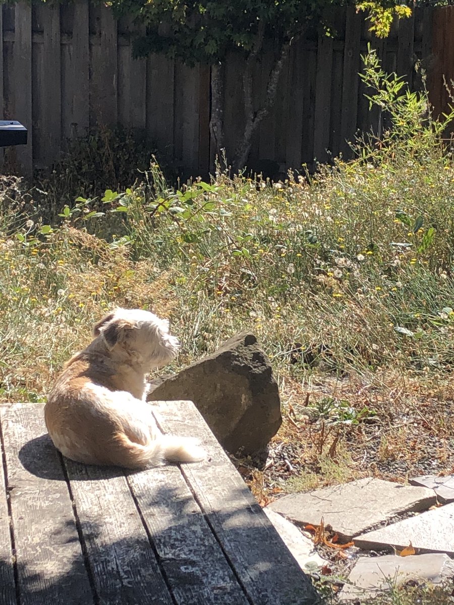 SassyNerdMT's tweet photo. @Shelly_A_Clark @nik_bowen @tobinaddington @Kmagura @boblambert90 @Burbachbacon Toots spent some contemplative time on the deck for #FreshSliceFriday this week. Or maybe he was judging me for the super weedy side of the backyard 🤦🏼♀️. I’m sure it’s one or the other. https://t.co/ZfOv7CERqD
