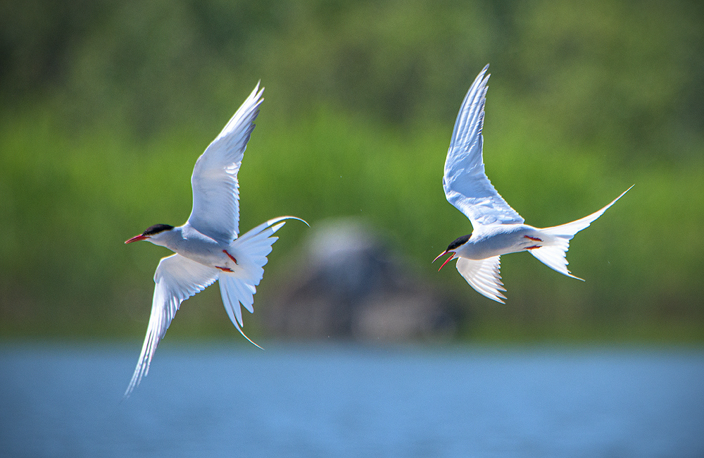 #Kalatiira #Fisktärna #CommonTern
#SternaHirundo

#Linnut #Birds