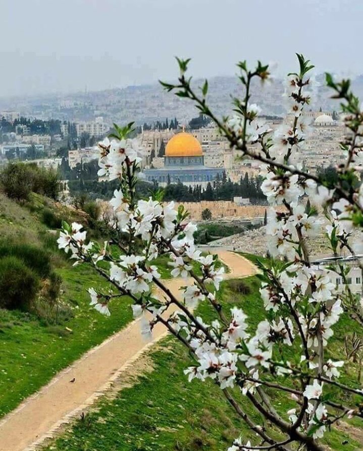 Fatima_Dw_88's tweet photo. و يسألونگ عن #الجمال 
فقل لهم : في #القدس يسكن 
ويتعدى درجة الكمال 💚
⁦❤️⁩🌺⁦❤️⁩🌺⁦❤️⁩
 فالجمال يفقد كل صفاته حين يقارن معك يا #قدس🌺💜💕💞🌷♥️
✌️⁩⁦🇵🇸⁩
ومن أراد أن ينظر إلى بقعة من بقع الجنة فلينظر إلى بيت المقدس.⁦
❤️⁩✌💙✌💚🇵🇸
#فاطمةأسعددويكات
#تواصُل_الرُّوح https://t.co/1EF5ZSrIW6