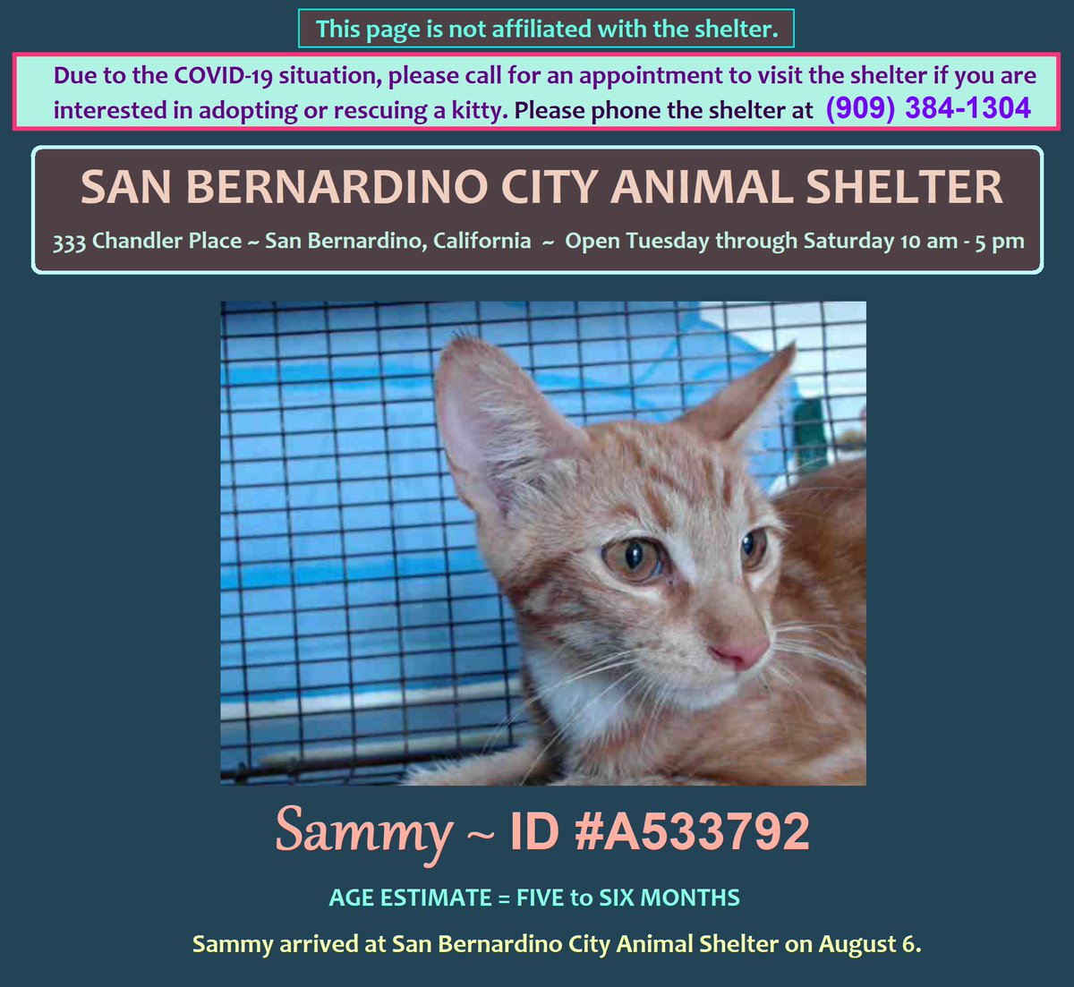 PeterAskin1's tweet photo. Hey there So-cal ginger lovers! Better grab adorable juvie orange tabby kitten "Sammy" ID #A533792 fast! He's the 6th most overdue at the #SanBernardinoCA #CityAnimalShelter! Adopt! Pledge for rescue! Save this doll! https://t.co/041GyVXehh
VERY URGENT!
https://t.co/tFgCgyGIxs https://t.co/HRzOAkaMIF
