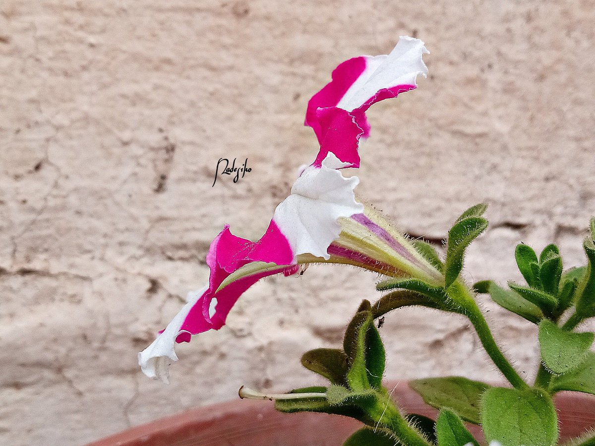 DayanaDelaO's tweet photo. 🌺30-08-2020/ Foto tomada con el celular + lente macro
#flowerphotography #nature #fiore #flores🌸 #floresfotografía #naturaleza #fleurs🌸 #flowersphotos #blume #lule #blodyn #bláth #花卉 #花 #flowers #flowersbeautyful #naturephotography #hoa #puawai #ubax #פרח #fjura https://t.co/KcYRhgqUgw