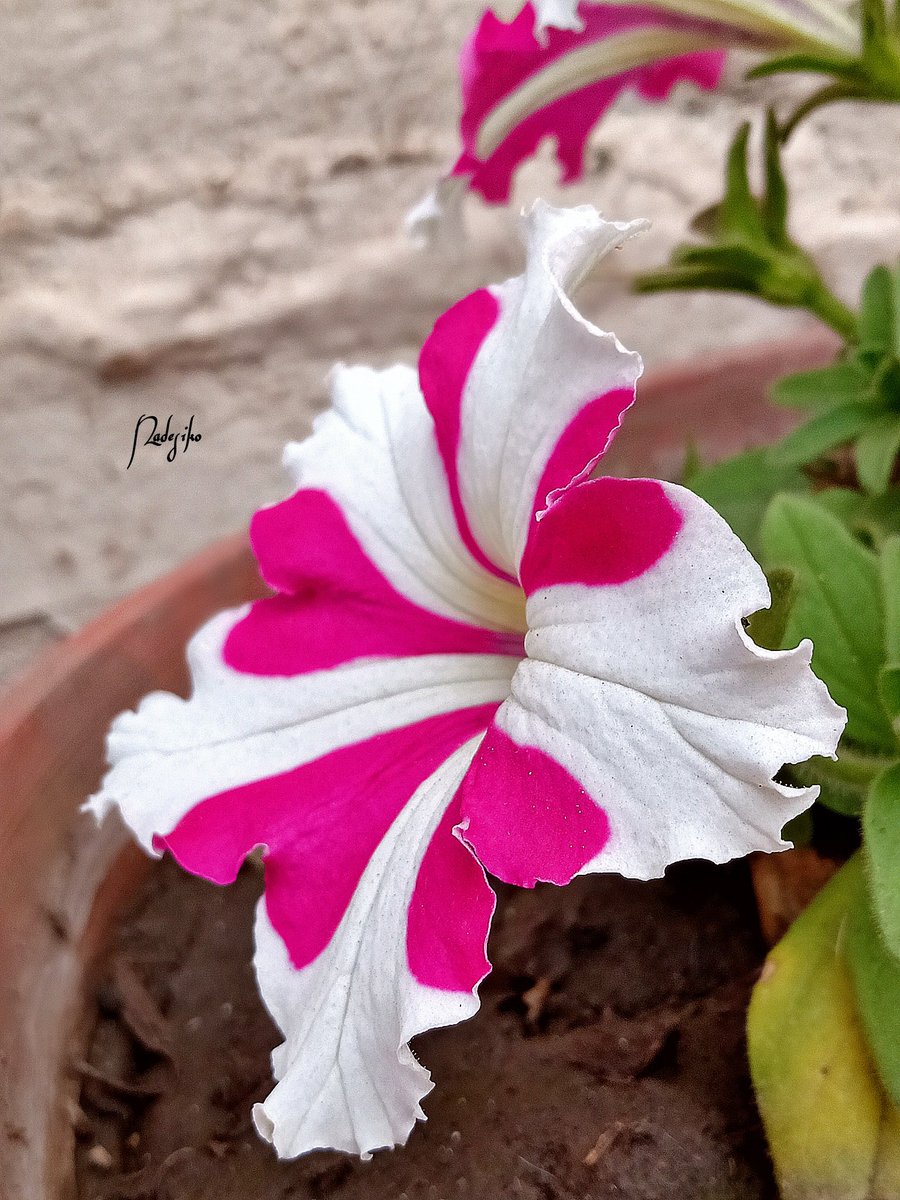 DayanaDelaO's tweet photo. 🌺30-08-2020/ Foto tomada con el celular + lente macro
#flowerphotography #nature #fiore #flores🌸 #floresfotografía #naturaleza #fleurs🌸 #flowersphotos #blume #lule #blodyn #bláth #花卉 #花 #flowers #flowersbeautyful #naturephotography #hoa #puawai #ubax #פרח #fjura https://t.co/KcYRhgqUgw
