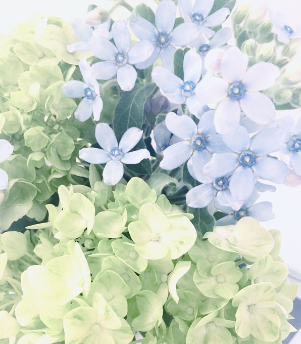 ブルースターのtwitterイラスト検索結果