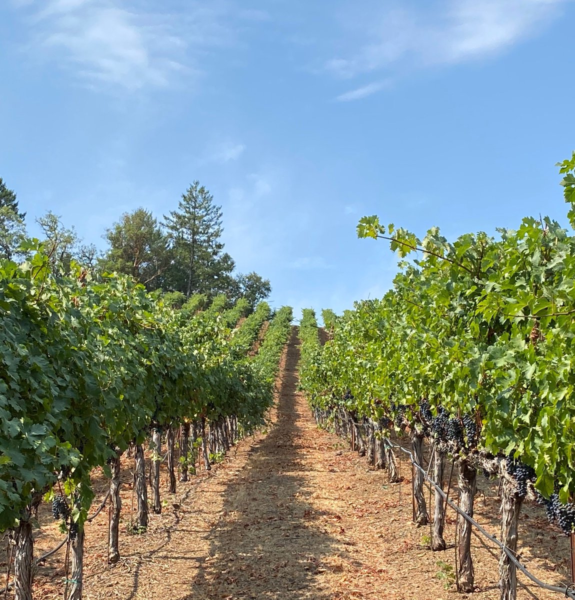 Friday strolls through the vineyard💫 #ImmortalEstate #ImmortalMoments #HiddenRidgeVineyard #Weekend