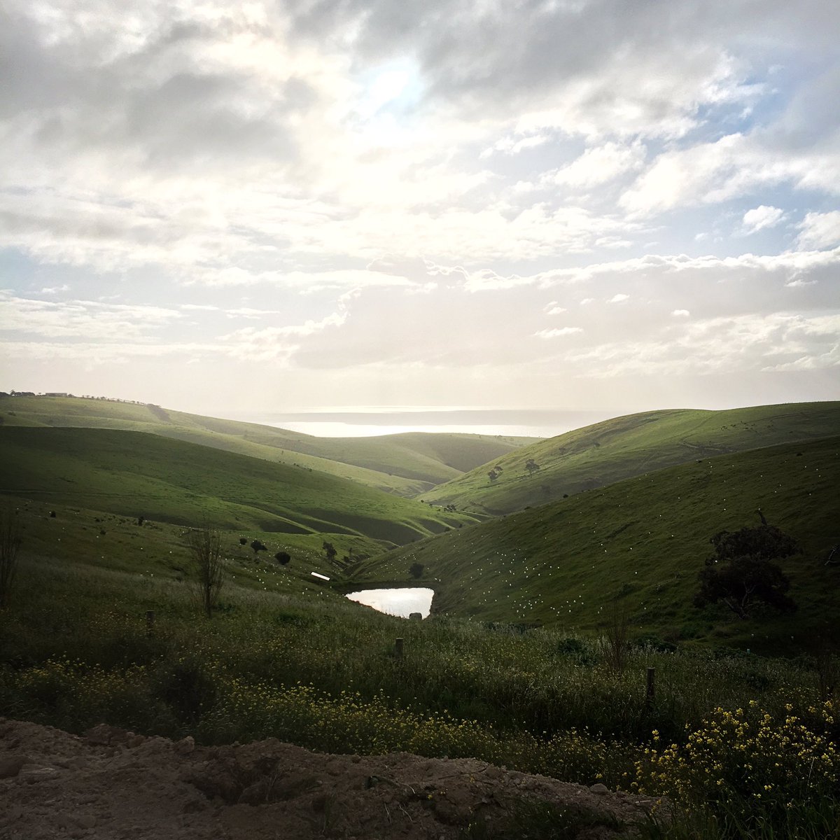 NicoleRFoster's tweet photo. This view! 🙌 #volunteering at the #forktree #project yesterday with the @BiolSocSA
#revegetating #natives #southaustralia #phdchat https://t.co/AKUFgNI7ar