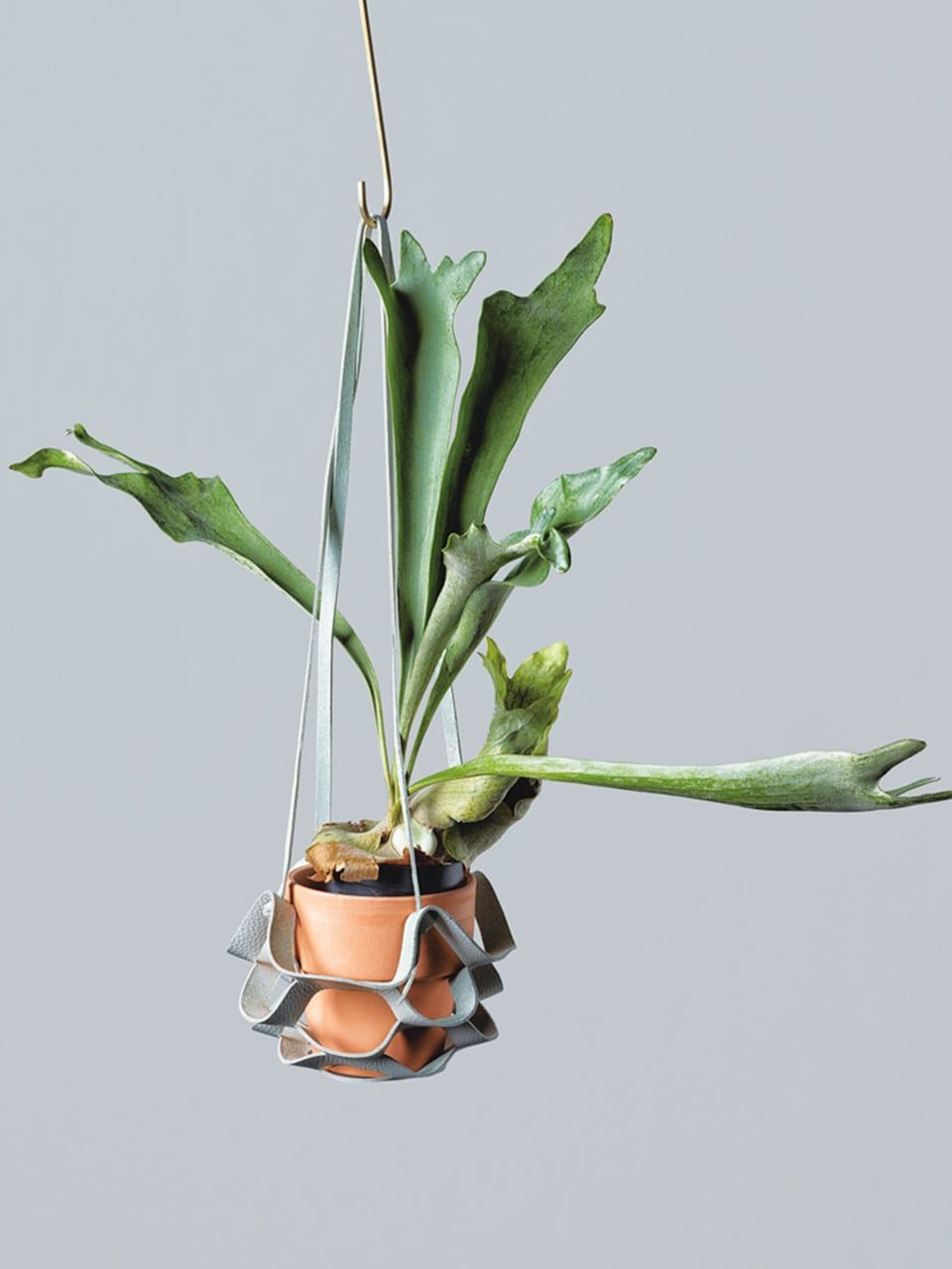 Ginza Twitter પર 窓辺に植物をぶら下げてみない お部屋の雰囲気が変わるかも ハンギングプランツで空間をあか抜けランクアップ 今こそお部屋に観葉植物vol 4 T Co Q9fnoiy1se