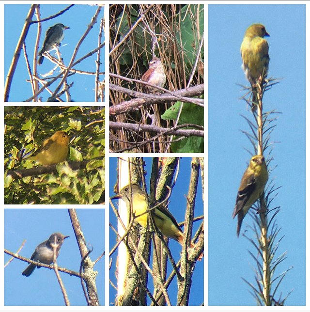 Ontario Place bird notes #39 | Many more warblers this week, autumn migration is underway. A Wilson's Warbler and an Olive-sided Flycatcher (two lifers!), lots of Blue-gray Gnatcatchers, Great Crested Flycatchers, Rose-breasted Grosbeaks, American Redstarts and a Carolina Wren.