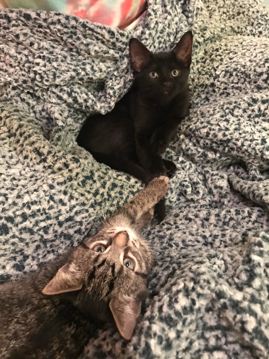 ShaneMcCormick4's tweet photo. Hey guys. I rescued these two kittens from the side of the road and sadly I’m not aloud to have pets. I’m trying to find them good homes not just one where someone will leave them by themselves all day. They are GREAT kittens and super loving. https://t.co/RjQvfbl42C