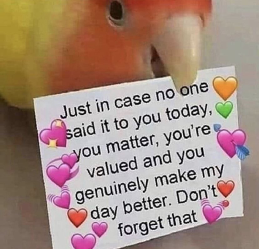 SPAM OF KATTS AND WHOLESOME MEMES