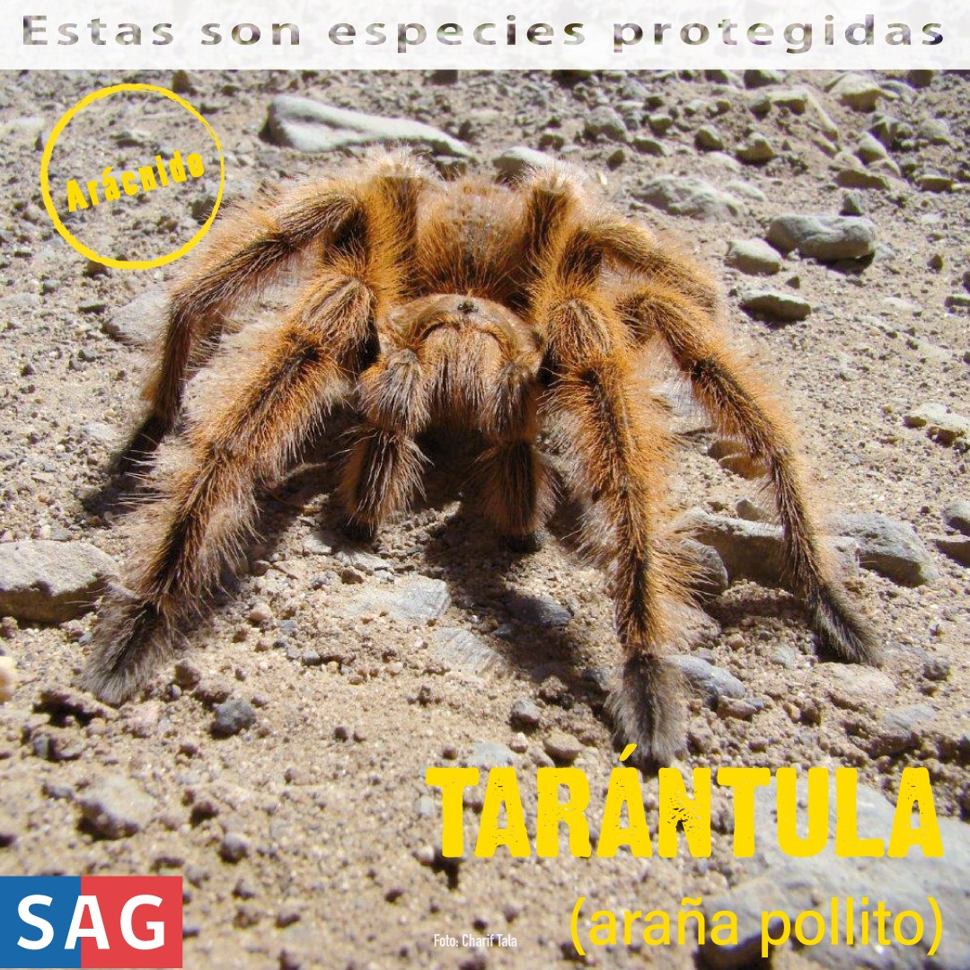 sagchile's tweet photo. ¿Sabías que en Chile hay arañas que se encuentran protegidas por ley y no se pueden capturar? Revisa y comparte las fichas de fauna que te ofrecemos en @sagchile cada semana a través de nuestras cuentas en redes sociales. #ProtegeLaFaunaSilvestre https://t.co/DAsqIolfQt
