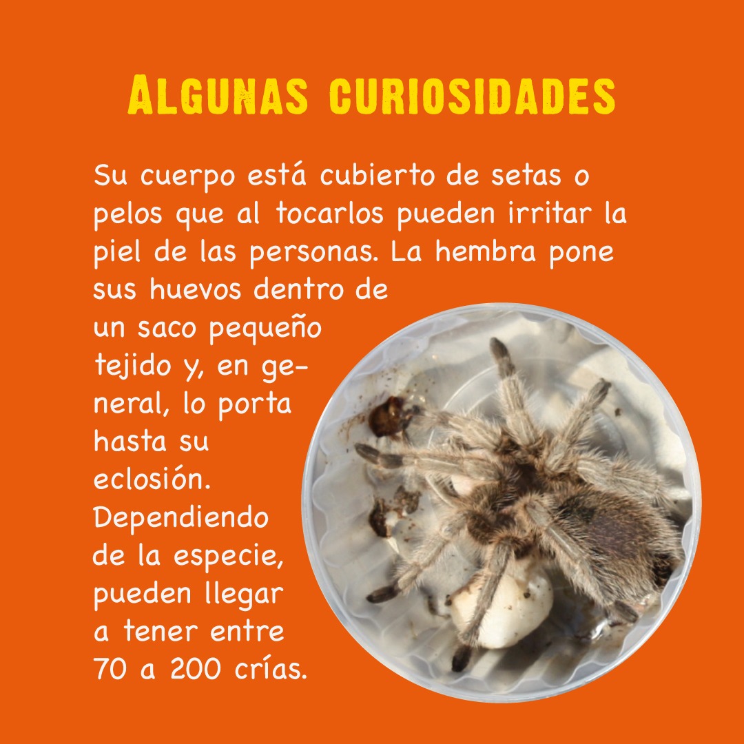 sagchile's tweet photo. ¿Sabías que en Chile hay arañas que se encuentran protegidas por ley y no se pueden capturar? Revisa y comparte las fichas de fauna que te ofrecemos en @sagchile cada semana a través de nuestras cuentas en redes sociales. #ProtegeLaFaunaSilvestre https://t.co/DAsqIolfQt