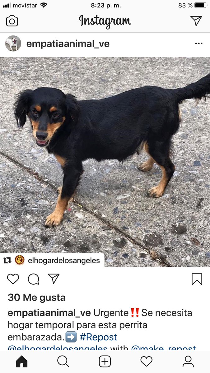 PerroUsuario's tweet photo. Urge hogar temporal RT @liliakunaizeh: En Propatria! Esta perrita está en la calle, embarazada y a punto de parir! 💔 Necesita resguardo urgente! Ofrecen ayudar con su alimentación! 🙏😔 Número de contacto: 0414-9042886  https://t.co/4e7aUDHI2z