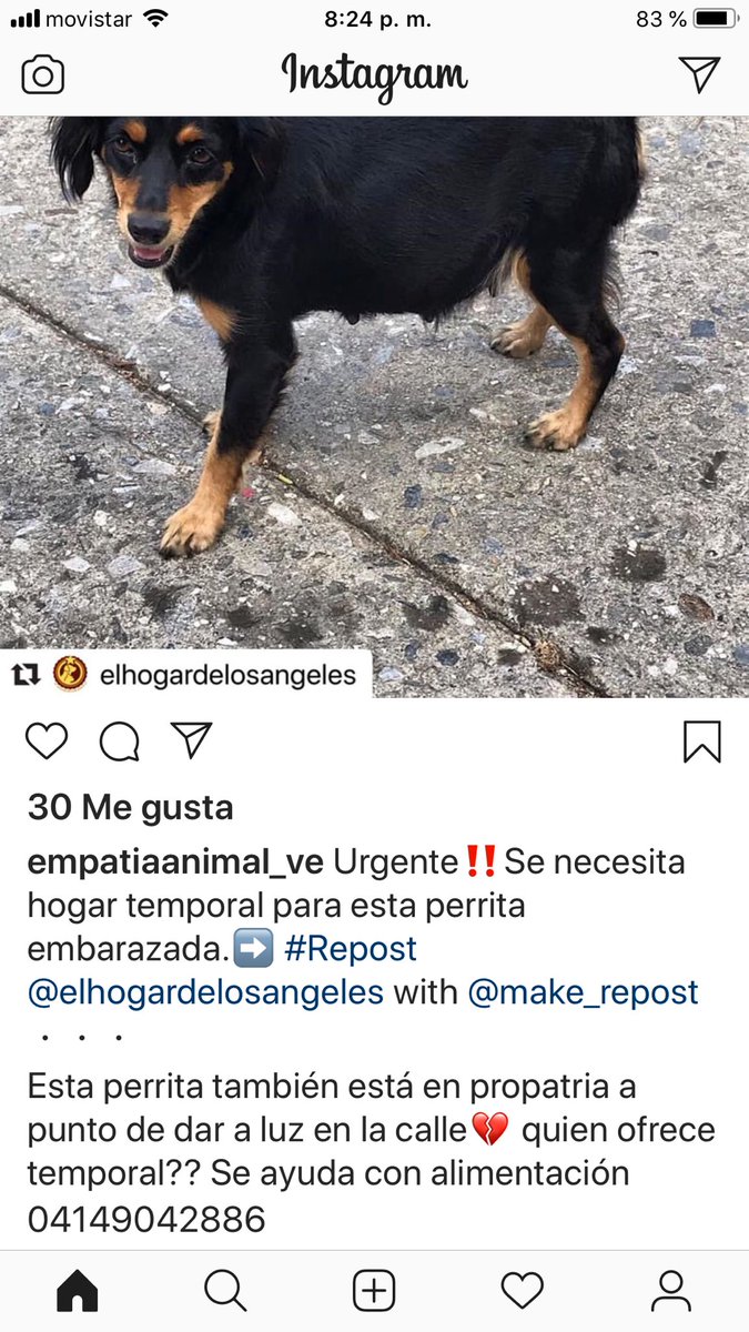 PerroUsuario's tweet photo. Urge hogar temporal RT @liliakunaizeh: En Propatria! Esta perrita está en la calle, embarazada y a punto de parir! 💔 Necesita resguardo urgente! Ofrecen ayudar con su alimentación! 🙏😔 Número de contacto: 0414-9042886  https://t.co/4e7aUDHI2z