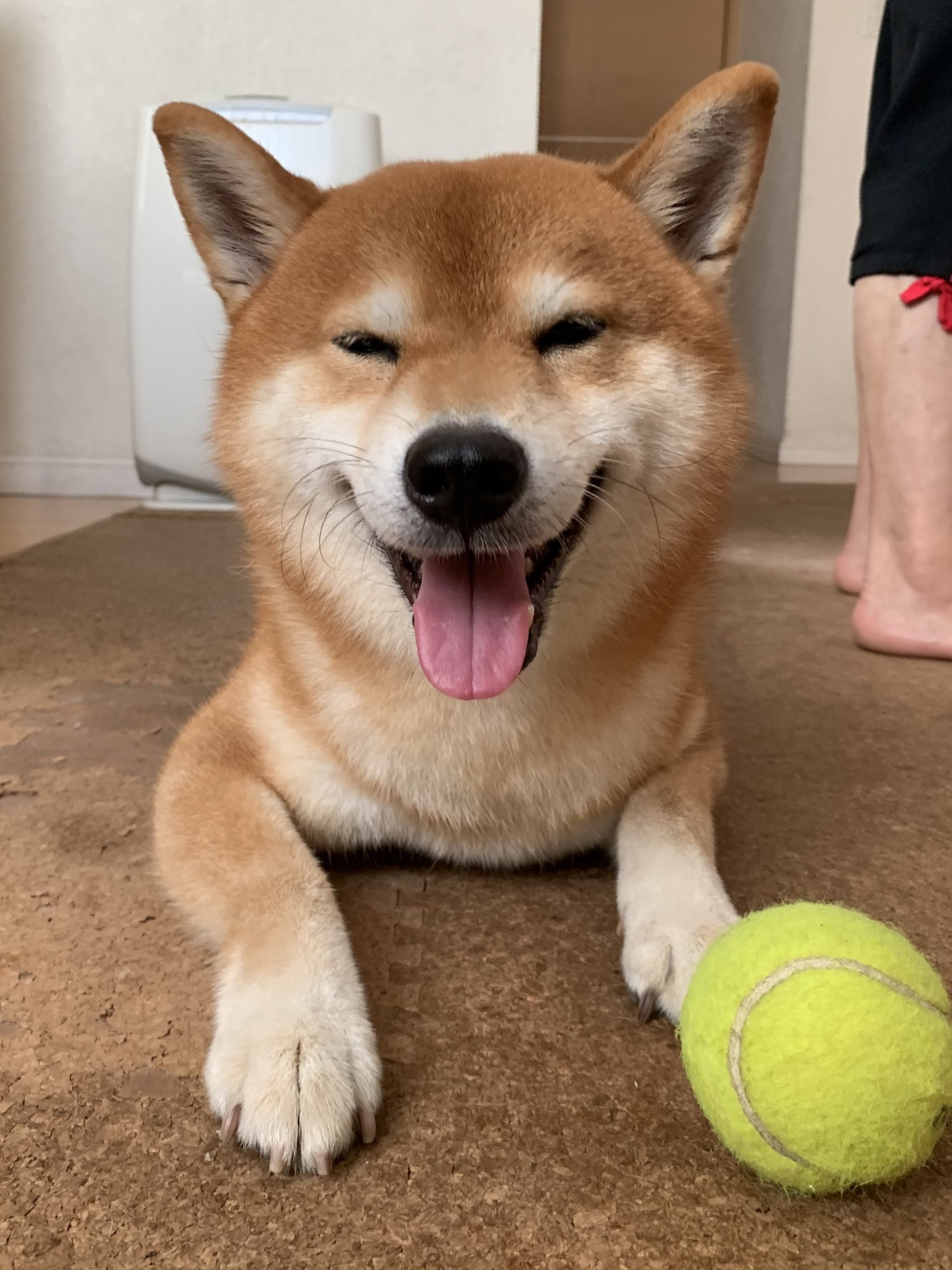 こたろうくん ボール遊びに誘う犬 T Co 2jd7jnnwhr Twitter