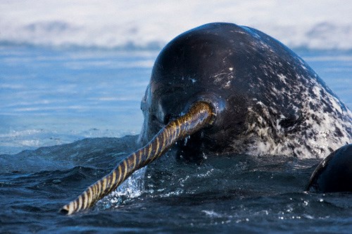 Here's a conspiracy theory I just invented: I don't think narwhals existed before 2004. Every child I know has sophisticated opinions about narwhals. Meanwhile, an informal poll of GenXers reveals that none of us have any recollection of EVER hearing about narwhals as kids.