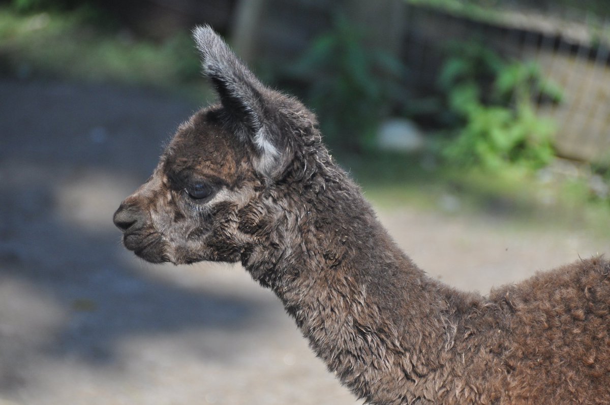 OldMillAlpacas's tweet photo. Happy second birthday Silver Lining! 

#OldMillAlpacas #AlpacaOntario #BabyAnimals https://t.co/qp70Wav7CW