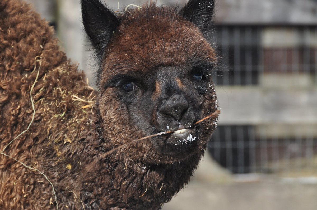 OldMillAlpacas's tweet photo. Happy second birthday Silver Lining! 

#OldMillAlpacas #AlpacaOntario #BabyAnimals https://t.co/qp70Wav7CW