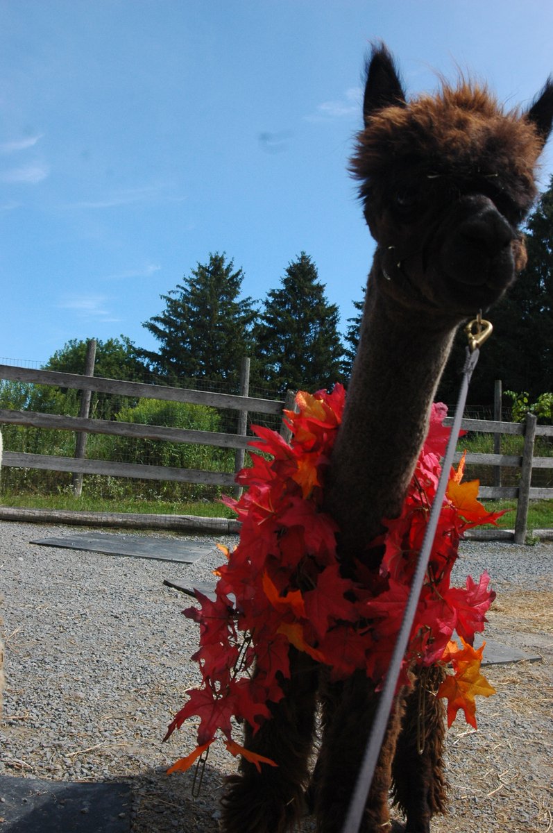 OldMillAlpacas's tweet photo. Happy second birthday Silver Lining! 

#OldMillAlpacas #AlpacaOntario #BabyAnimals https://t.co/qp70Wav7CW