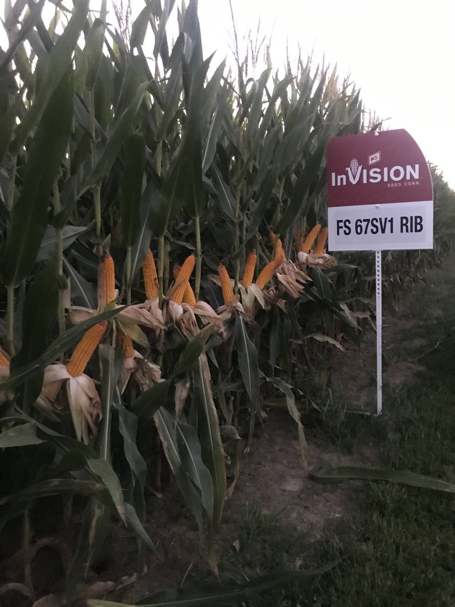 One of the most SOLID hybrids in the industry today.... FS InVISiON’s 67S... a 117 day hard endo hybrid available in Double Pro  and non gmo.... packing a test weight north of 60 lb every time.... speak for yours today at your local FS member....