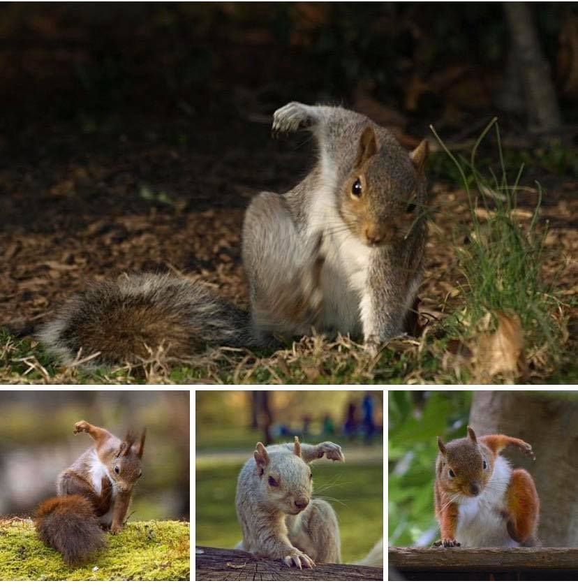 RaminNasibov's tweet photo. squirrels doing superhero landings https://t.co/8fvngczSvU
