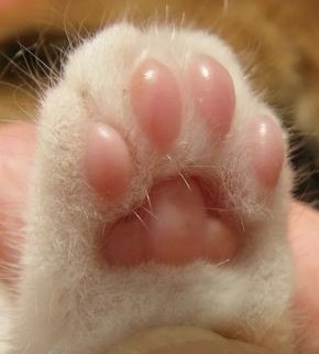 minho as cats ;; a short thread[ @Stray_Kids]
