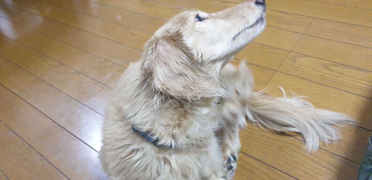 ryoryozaemonn's tweet photo. 実家の老犬と会ってきたんご😊 https://t.co/hRc7U4XrMz