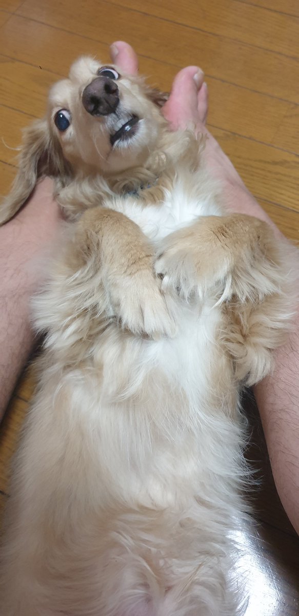 ryoryozaemonn's tweet photo. 実家の老犬と会ってきたんご😊 https://t.co/hRc7U4XrMz
