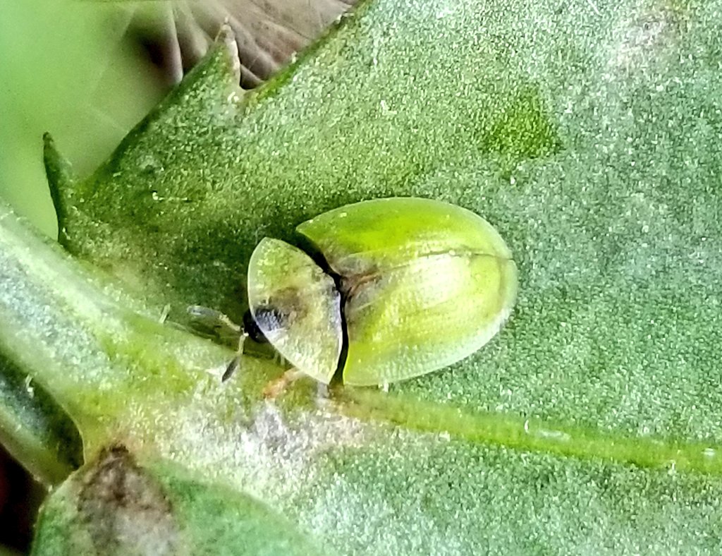Green tortoise beetle, Cassida viridis
