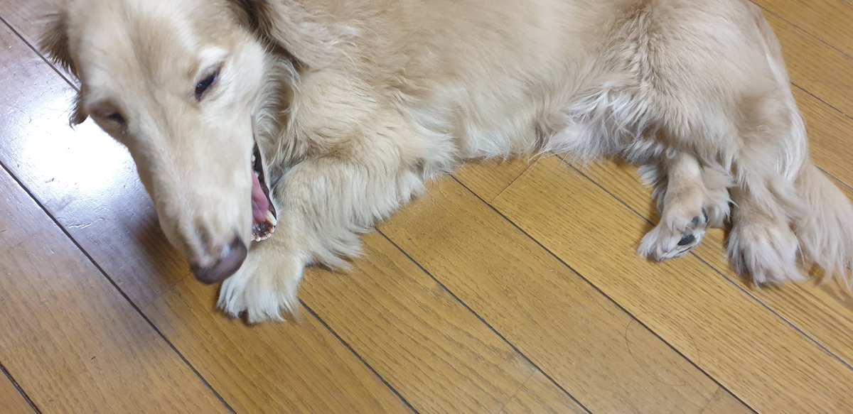 ryoryozaemonn's tweet photo. 実家の老犬と会ってきたんご😊 https://t.co/hRc7U4XrMz