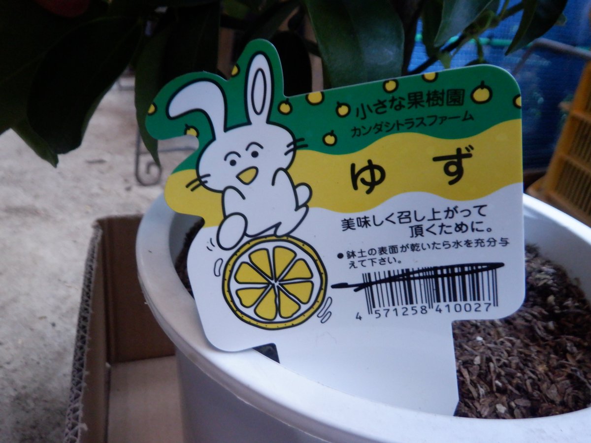 تويتر うさ على تويتر 9 3 コメリで赤ニンニクの種球を買った後 衝動買いで柚子の苗木 を買いました しばらくはプラ鉢で育てようと思っています すでにいくつか実がついているのですが ゆずの育て方のアドバイス頂けたら幸いです T Co H4abwe7x4b
