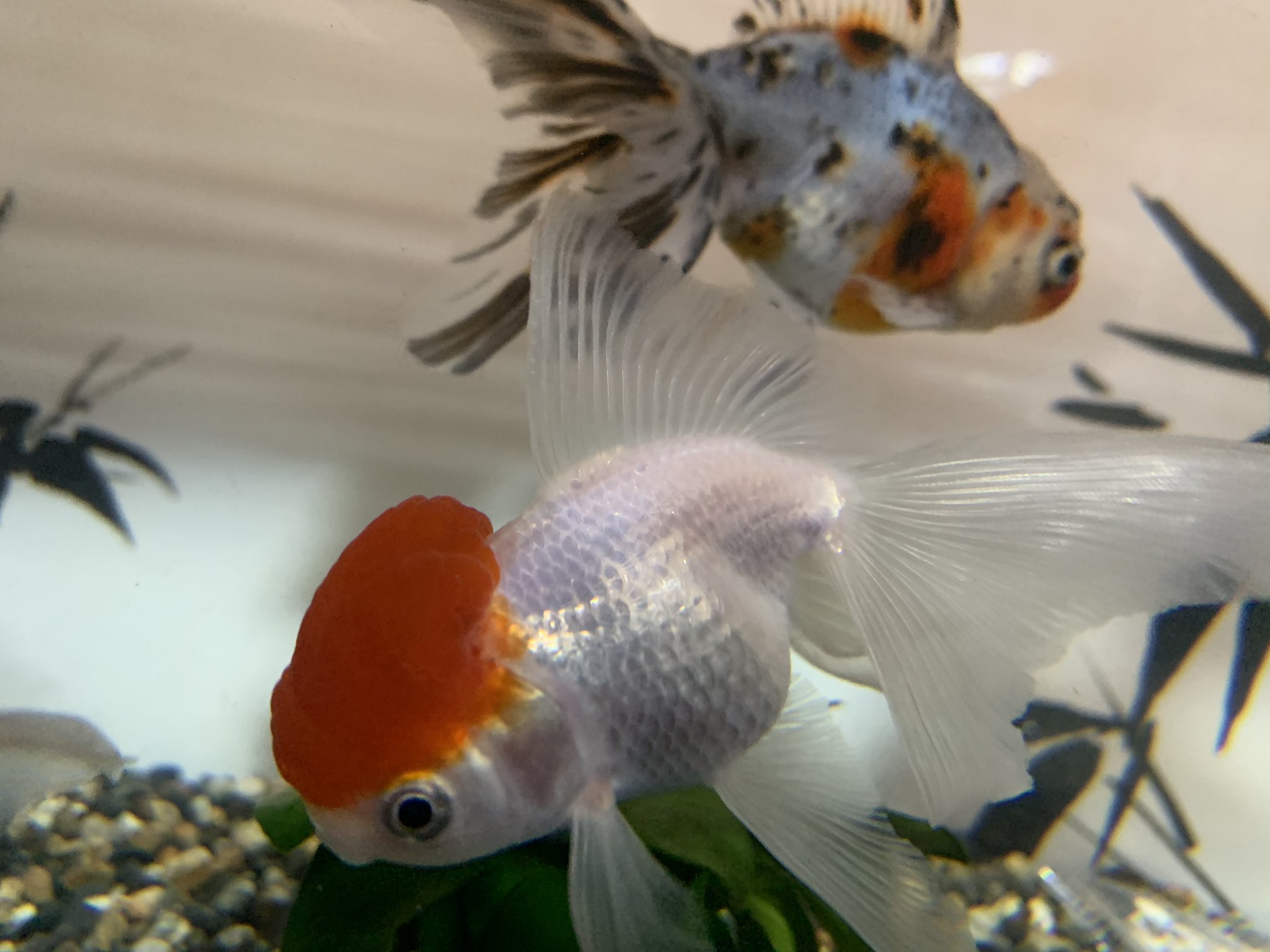 前田慶次 Fumyui4psqlawjf Twitter